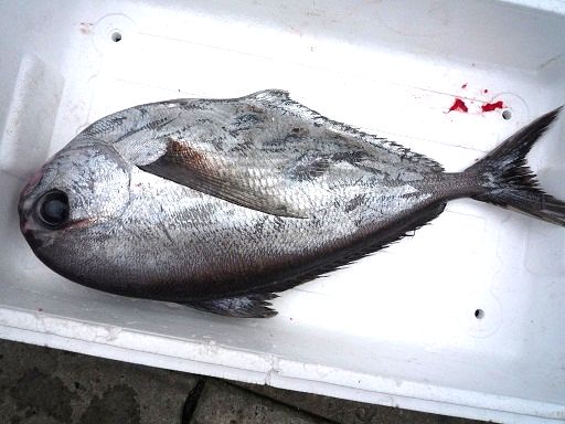 久慈漁港でもこんな魚が水揚げされます 北三陸天然市場ブログ 天然のうに ほや ほたて あわび